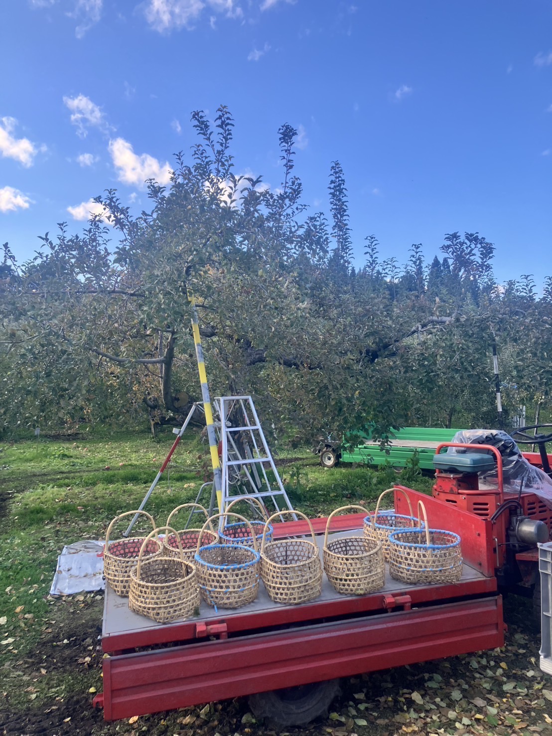 農園で実る葉とらずふじの木々